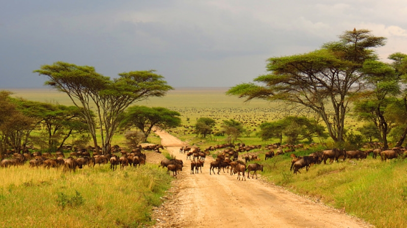 Kruger National Park Scene